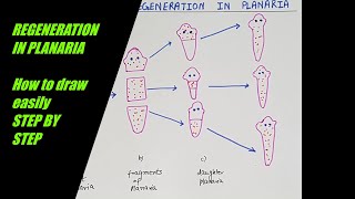 How to draw REGENERATION IN PLANARIA easilystepsHOW DO ORGANISMS REPRODUCE  part 3 class X CBSE [upl. by Dewar798]