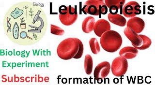 Leukopoiesis  Granulopoiesis  Lymphopoiesis  WBC  Formation of white blood cells  Hematology 🔥🔥 [upl. by Belloir]