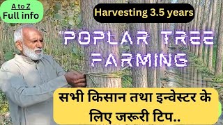 Poplar tree farming full info for beginners  Trending Nature [upl. by Riane506]