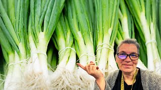 Planting Bunching Onions AKA Scallions for Fall and Winter Harvest [upl. by Ayin]