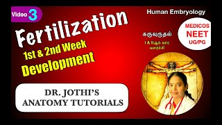 Fertilization 1st amp 2nd week Embryo development  Reproduction Class3 கருவுருவாதல் EnglishTamil [upl. by Nylleoj]