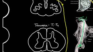 autonomic motor innervation of the heart [upl. by Berta864]