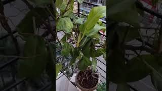 Philodendron plant  beautiful leaves grow to cutting waterleaf with nature sound yt short [upl. by Aiepoissac]