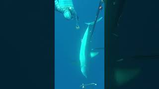 Giant Mako Shark While Spearfishing😱fishing viral viralvideo viralshorts spearfishing [upl. by Ofloda]