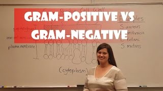 Gram Positive and Gram Negative Bacteria [upl. by Ahsirt315]