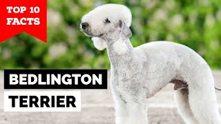 Bedlington Terrier  Top 10 Facts [upl. by Ydoj]