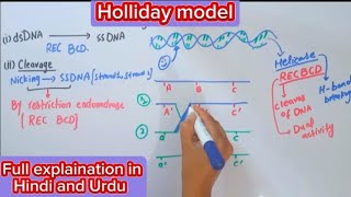 Holliday model of genetic recombination [upl. by Eilzel]