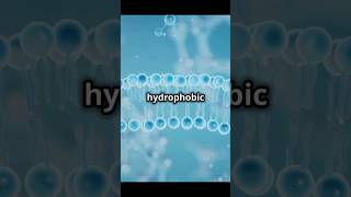 Cell membrane Fluid Mossaic Model [upl. by Palua250]