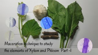 Maceration Technique to Study the Elements of Xylem amp Phloem Part1 [upl. by Olecram]