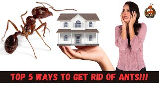 Top 5 ways to get rid of ants in your home [upl. by Hedvig]