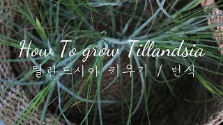 틸란드시아 키우기 물주기  번식 How to grow tillandsia Air Plant  Propagation [upl. by Griffith]