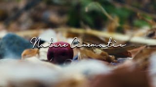 Nature Cinematic  Video Sinematik Alam KEREN [upl. by Luedtke868]