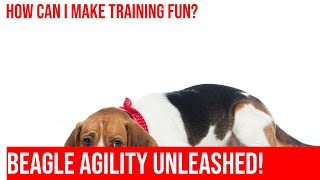 Beagle Agility Training Games Keeping it Fun and Exciting [upl. by Jemy]