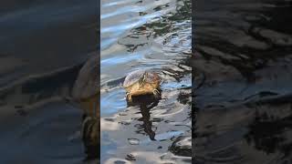 Yellow Bellied Slider Turtle in Water 6 Turtles on Cement at Lake Eola Park Orlando Florida [upl. by Anwahsit]