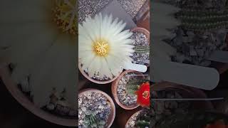 Strawberry Fields and Coryphantha cactusflower [upl. by Keane]