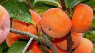 Persimmon treeHeavy persimmon tree branches 😲😲 farmtime [upl. by Lerual744]