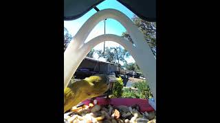 Pine warbler with many stop offs today birdparade birds [upl. by Dong328]