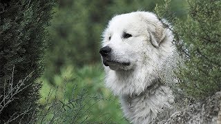 Cão de Montanha dos Pirinéus [upl. by Alyacim]