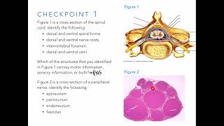 Peripheral Nerves and Spinal Levels [upl. by Vetter]