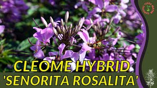 CLEOME HYBRID Information Description amp More SENORITA ROSALITA [upl. by Johann]