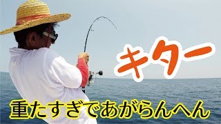 エビを撒くだけで海の王者がきて騒然384話目 [upl. by Dino]