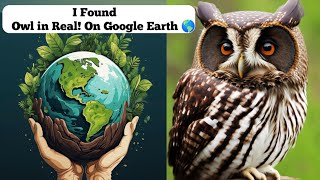 I Found Crazy Owl in Real On Google Map And Google Earth 🌎 owl earth map googleearth trending [upl. by Lesab]