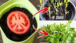 🍅🍅 Germinar tomates en 5 días en casa  Sembrar plantar y cultivar tomates [upl. by Glasgo]