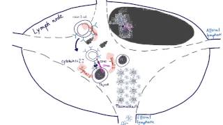 Brandls Basics B cell activation maturation and differentiation [upl. by Dumond]