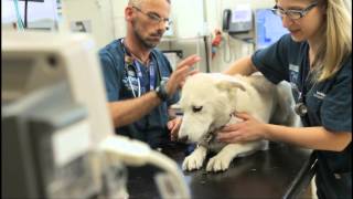 The University of Melbourne Veterinary Hospital video tour [upl. by Nirrok]