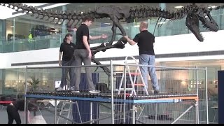 How to Build a Dinosaur A Gorgosaurus Comes to Diamond Light Source [upl. by Linetta]