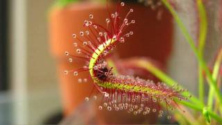 Drosera Capensis Cape Sundew Eating A Fruit Fly High QualityHD Time Lapse [upl. by Tanberg]