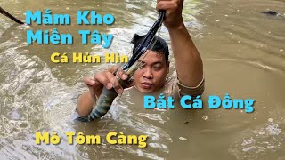 Lặn Cống Bắt Cá Đồng Hủn Hỉn Về Nấu Nồi Mắm Kho Rau Vườn Thiệt Là Ngon  Cù Lao Dung Vlogs [upl. by Prosper]