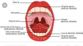 Sublingual Route of Drug Administration [upl. by Penn624]