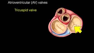 Heart Valves [upl. by Hathaway656]