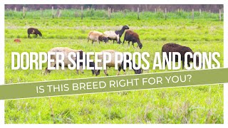 Dorper Sheep Pros And Cons Is This Breed Right For You [upl. by Meijer706]