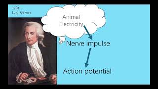 Neuromuscular Electrical Stimulation [upl. by Corel]