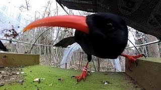 Redbilled chough return to Canterbury [upl. by Nyahs123]