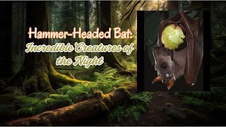 HammerHeaded Bat Incredible Creatures of the Night bats africa animals [upl. by Weylin]