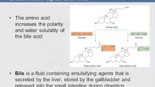 3B 811 Emulsification Lipids Bile Acids [upl. by Ahsikat235]