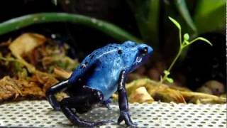 Dendrobates Azureus Blue Dart Frog [upl. by Avir]