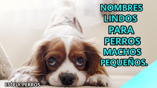 NOMBRES ÚNICOS PARA PERROS MACHOS PEQUEÑOS [upl. by Yug]