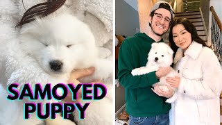 Getting A Samoyed Puppy  The First 24 Hours [upl. by Hartzell]