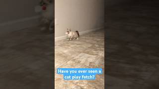 A Cat That Can Play Fetch cat kittten funny [upl. by Tewell]