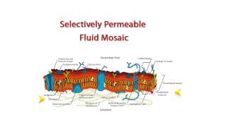 BCLN  Fluid Mosaic Model  Biology [upl. by Hephzipah]