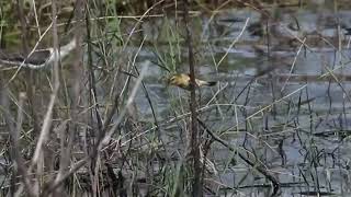 Asian Golden Weaver  Ploceidae [upl. by Adigirb109]