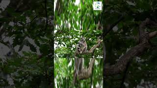 👀🐒Lemur PLAYS With Its Tail shorts wildlife nature naturesounds animals lemur madagascar [upl. by Euqininod11]