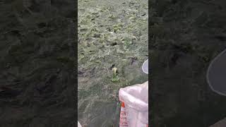 Many fish are floting in the water of the pond bigfish fishinglife shorts [upl. by Negeam]