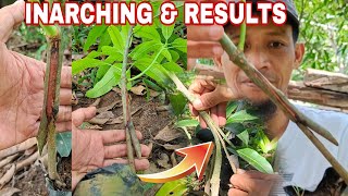 HOW TO INARCHING MANGO TREE amp RESULT HIGH PERCENTAGE SUCCESS RATE [upl. by Anair217]