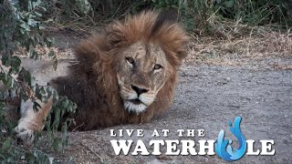 Buffalo Elephants amp Lions  Live At The Waterhole [upl. by Aryamo]