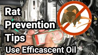 Rat Prevention Tips  Use Efficascent Oil [upl. by Velasco9]